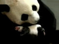 哥丿nf_g 42ђZyL