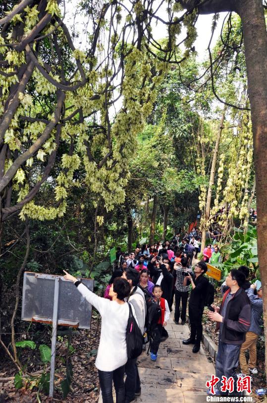 廣東東莞禾雀花開兩岸三地遊客紛至沓來