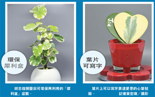 7年失敗12萬次臺家具商終研發出創意盆栽（圖）