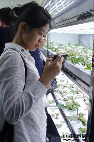 在農大水利與土木工程學院設施農業實驗室里，營員們參觀紅薯育苗培育