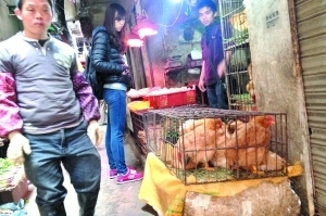 在出現本地首例人感染H7N9病例的沙東市場旁，仍有檔口現宰現賣<a href='http://big5.arats.com.cn/gate/big5/search.xinmin.cn/?q-ifbase4-base12-Pea0u+m4oQ~~' target='_blank' class='keywordsSearch'><p  align=