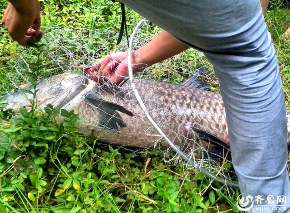 山東一小夥釣40斤重青魚 承包老板獎千元放生