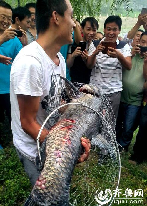 山東一小夥釣40斤重青魚 承包老板獎千元放生