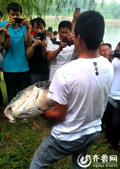 山東一小夥釣40斤重青魚 承包老板獎千元放生