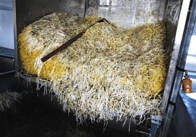 大興豆芽非法生產“基地”的車間內，已經生產出來的豆芽正在等待最後一道清洗工序。這些豆芽的長度接近20厘米，遠遠超過正常豆芽。