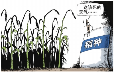 農業部：安徽減產絕收稻種並非“超級稻”