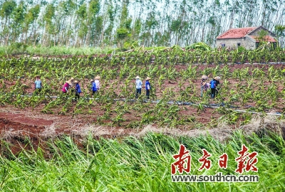 超強臺風降臨 蕉農提早20天“搶割” 減少損失