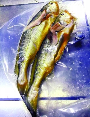 大“1949華家里”廚房里的東海野生小黃魚。