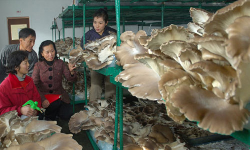 朝鮮掀起蘑菇栽培熱潮 開發蘑菇增產新技術