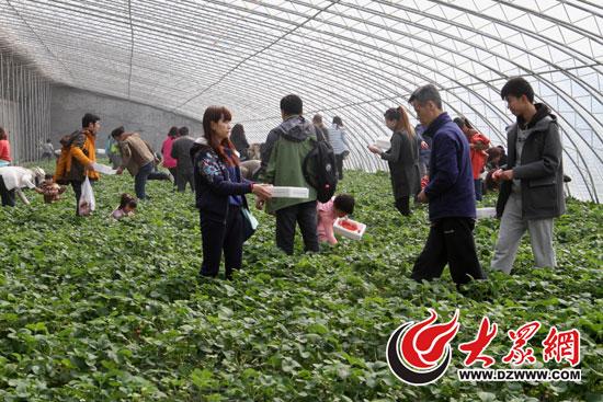 農業大省山東現代化轉身:地里種景海上打糧