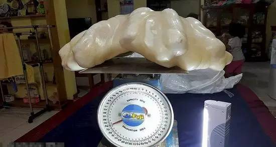 漁民撈個海螺當午飯發現稀有珍珠 據說價值幾十萬