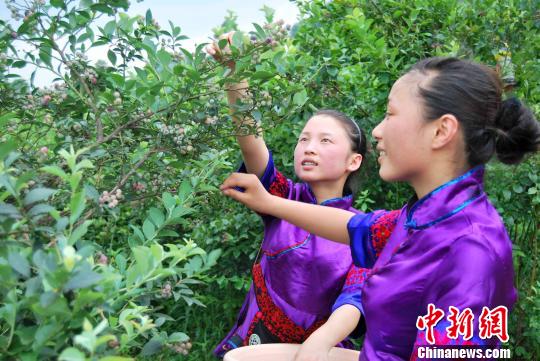 貴州麻江藍莓“量產”富翁引臺商青睞