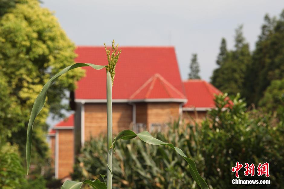 上海最“牛”違建豪宅藏秘林中 上海最“牛”違建豪宅藏秘林中