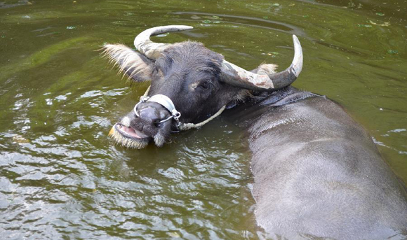Taipei Zoo gives animals special cooling treats
