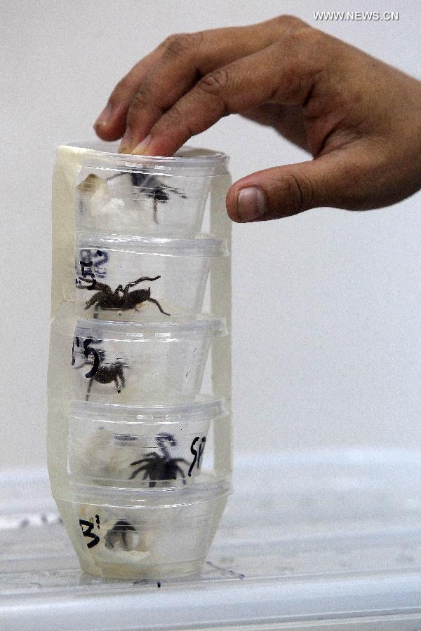 More than 1,500 exotic animals confiscated in Philippines More than 1,500 exotic animals confiscated in Philippines