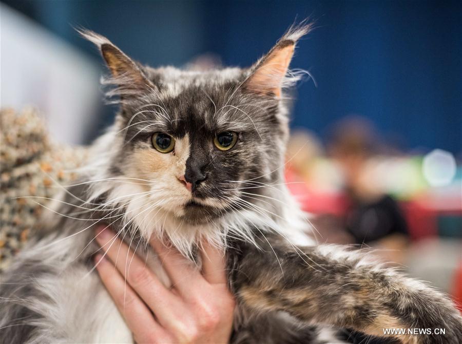 International Cat Show held in Trakai, Lithuania