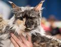 International Cat Show held in Trakai, Lithuania