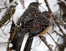 Giant laughingthrushes look for food amid snowfall in NW China