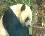 熊貓“圓仔”成臺北動物園百年人氣王