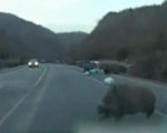 野豬橫穿公路被撞 小車避讓不及受損