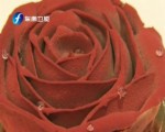 可以吃的“玫瑰花” 情人節送禮玩新意