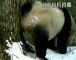 野生大熊貓進入戀愛期 相機記錄大熊貓標記愛情信號