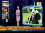 日本為熊貓“良濱”慶祝母親節 　竹筍當禮物