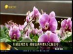 引進臺灣蘭花 淮安臺商年賣2.5億新臺幣