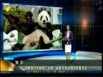 成都旅日大熊貓“永明”榮獲日本動物大獎最高獎