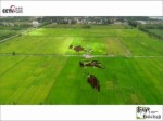 【新時代·幸福美麗新邊疆】美爆了！3D稻田畫造型逼真，栩栩如生