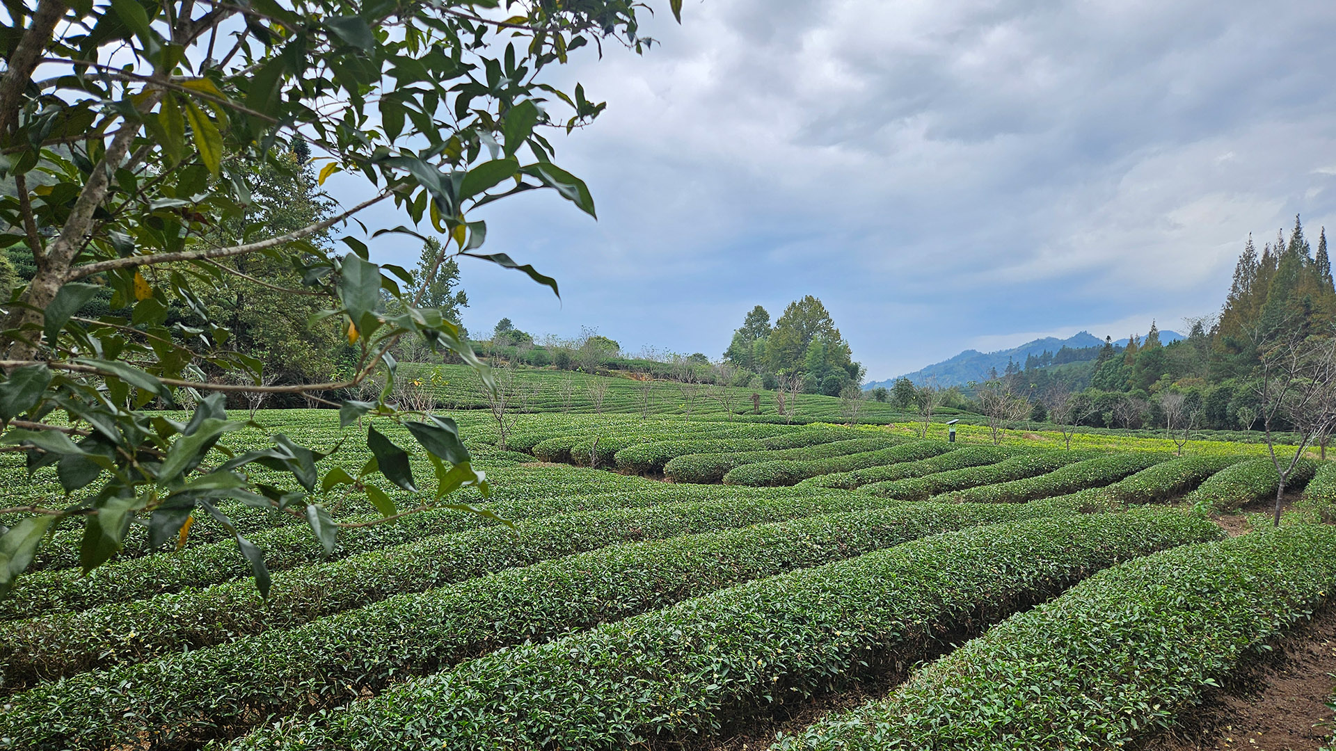 茶香敘茶緣 茶和兩岸心圖片