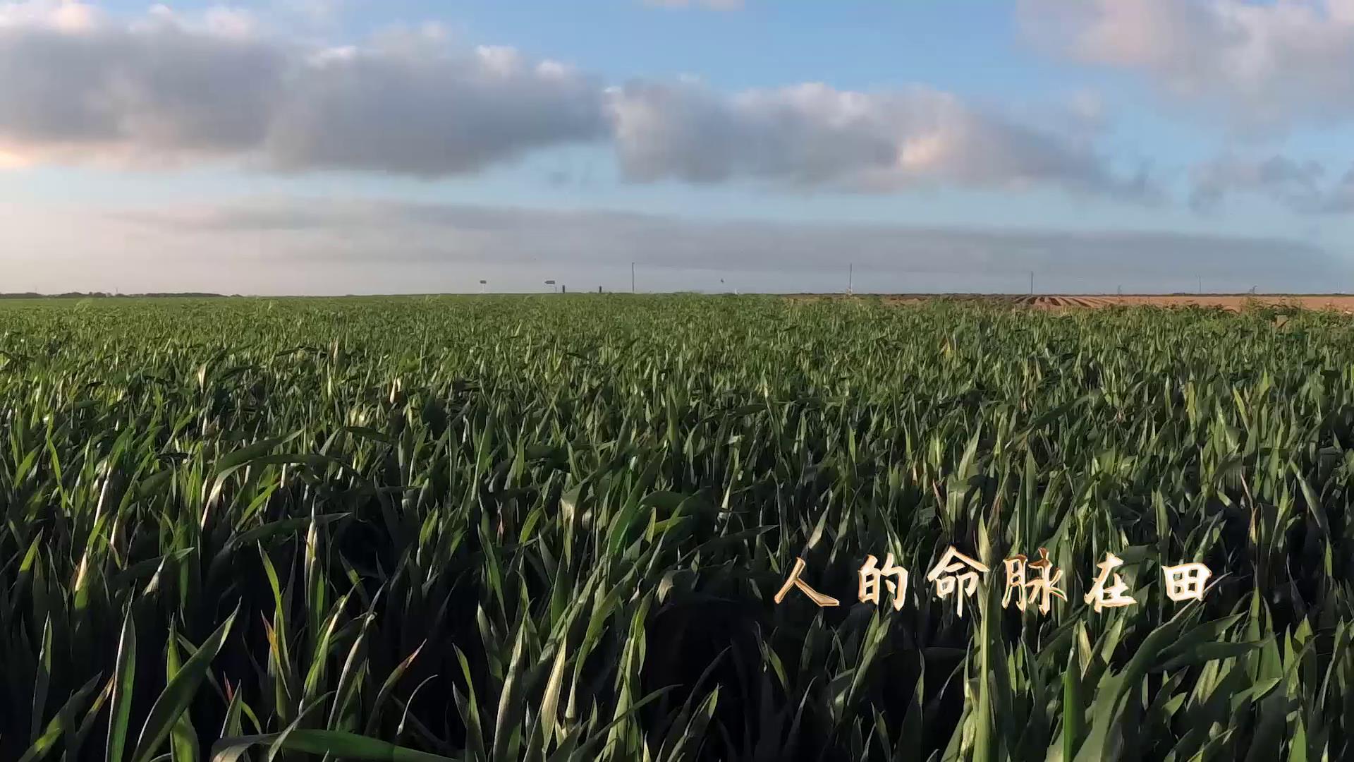 《樹》圖片