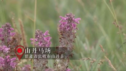 祁連山保護.JPG