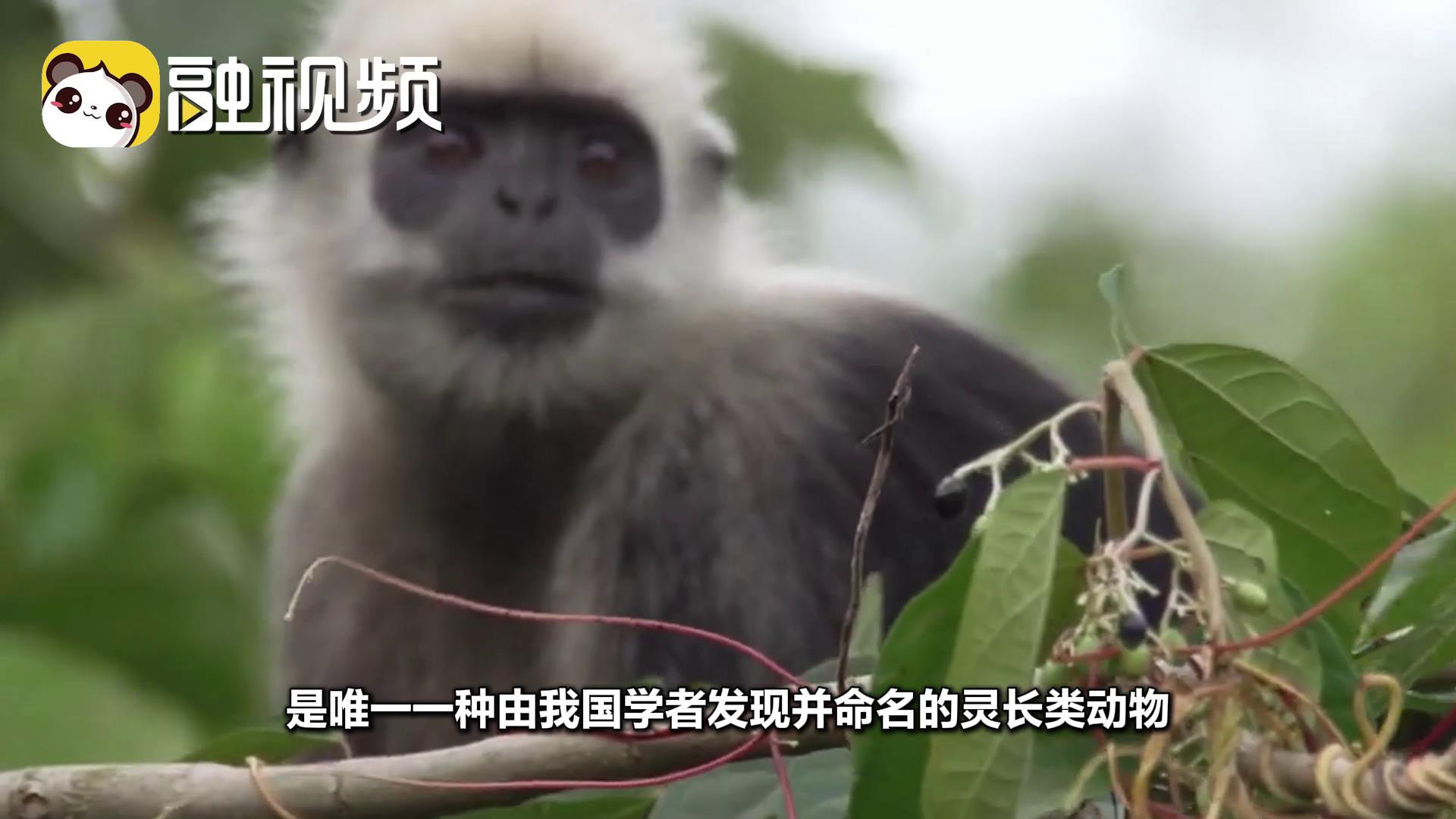 全世界僅1400只 兩岸媒體人看到了中國特有瀕危物種——白頭葉猴圖片