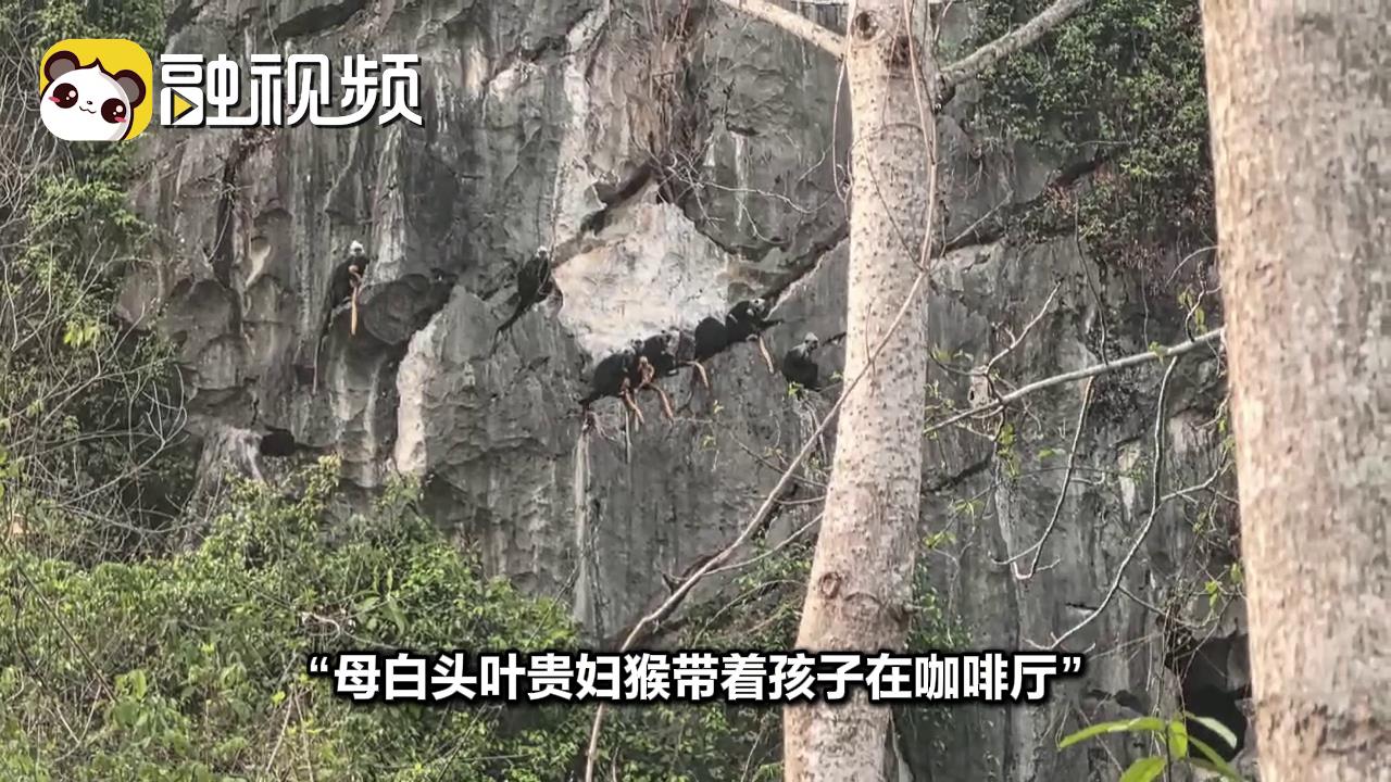 白頭葉猴貴婦咖啡廳喝下午茶 等猴王老公下班回家圖片