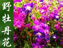 dMOW AR顧()