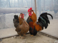 aVi޳o{H7N9fr