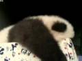O_ʪwƶJD
