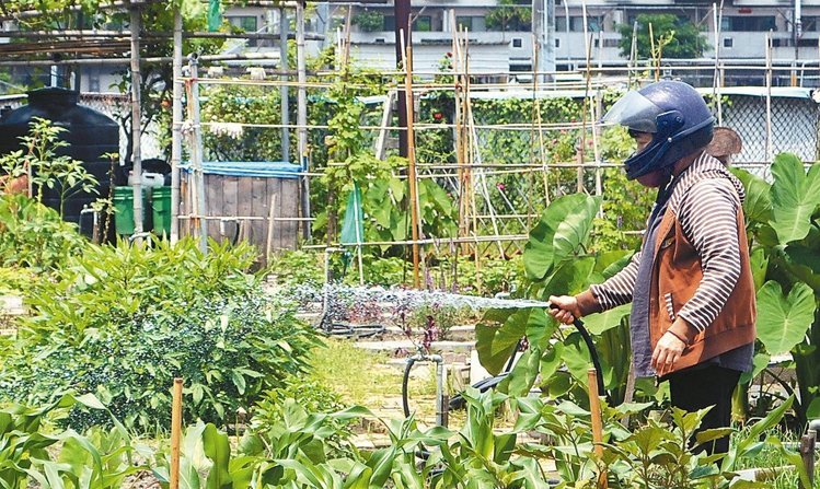 臺南登革熱疫情延燒,位在感染熱區的民眾到菜園澆水,長褲、長袖還不夠,連全罩式安全帽都上場。(《聯合報》 鄭惠仁攝) 臺南登革熱疫情延燒,位在感染熱區的民眾到菜園澆水,長褲、長袖還不夠,連全罩式安全帽都上場。(《聯合報》 鄭惠仁攝)