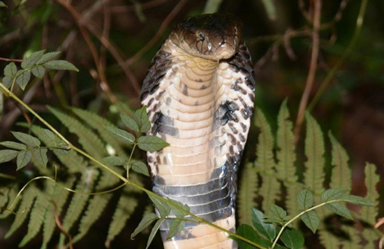 眼鏡蛇“屢勸不聽”忠犬護阿嬤使出撒手齔(圖)