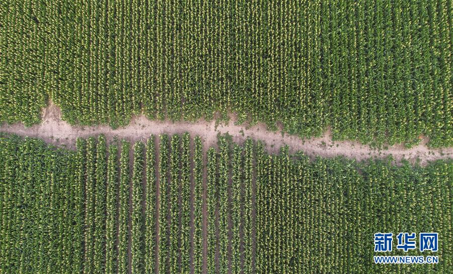 (新華全媒頭條·圖文互動)(4)為現代農業探新路——來自吉林梨樹的田野報告