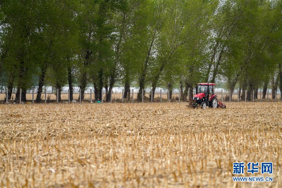 (新華全媒頭條·圖文互動)(9)為現代農業探新路——來自吉林梨樹的田野報告