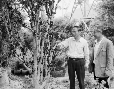 首家閩臺合夥農場探新路“搖錢樹”如何長成大產業 首家閩臺合夥農場探新路“搖錢樹”如何長成大產業